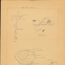 Cy Cress Biology Papers