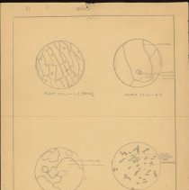 Cy Cress Biology Papers