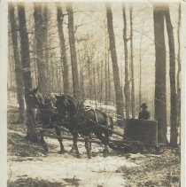 Maple Sap Collection