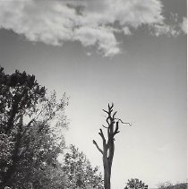 Henrietta's Elm
Henrietta's Elm
Henrietta's Elm