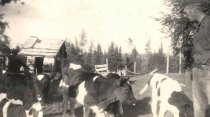 Loveless Collection - cows standing in front of man