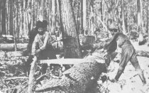 lumberjacks sawing a white pine