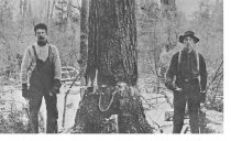 lumberjacks felling a tree