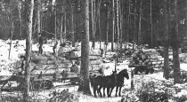 horses skidding logs to rail lines