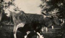 Nursing calf