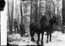Logging with horses