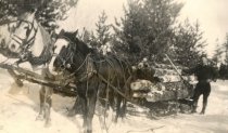 Skidding logs with horses
