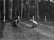 Seedling nursery Trout Lake
