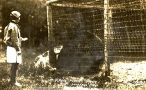 Caged Bear at Virgin Forest Park 1920s