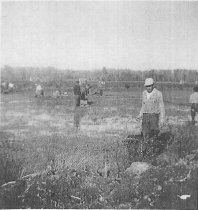 Harvesting the crop ca 1951