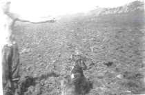 1948 Cranberry beds being built