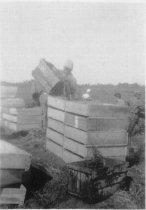 berries in drying crates on the dikes