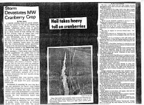 1985 Hail storm destroys significant % of crop