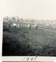 Spreading cranberry vines on the bed