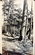 Foot path used to travel between locations in the Northwoods