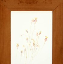 Casein #30, Red Poppy Pods