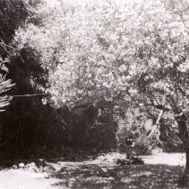 WC Homes, French, Kendrick, Street Views, Live Oak Way