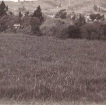 WC Landscapes, Street Views, Margarido Drive, San Miguel Road