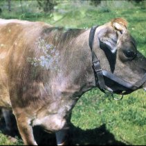 Shadelands Ranch, School