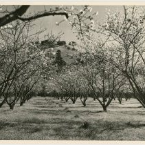 orchard