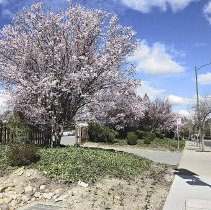 WC Buildings, Street Views, Civic Drive