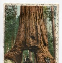 Carriage driving through large tree in Wawona, Mariposa Grove, California, Postcard
