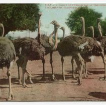 A Group of Youngsters at the Ostrich Farm, Sacramento, California, Postcard