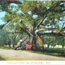 Postcard: Tom Cringle Cotton Tree