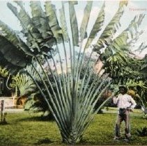 Postcard: Travellers Palm
