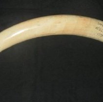 Carved Ivory  Elephant Tusk