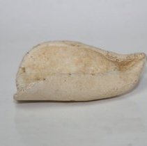 shell scraper