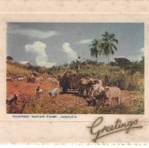 Reaping Sugar Cane, Jamaica. Greetings