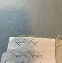 Yelllow Tulip In Corner B