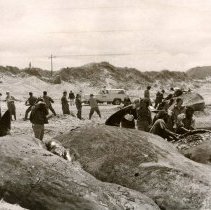 Sperm Whales on beach  - 1979