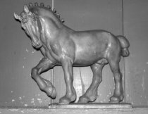 Buster (black and white image)