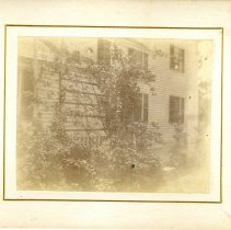 rose trellis Central Street