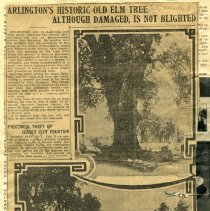 Clipping, Historic Elm Tree Damaged