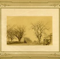 Elm trees at Arlington-Cambridge Line