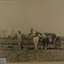 Crosby Farm, picking celry