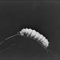 Cecropia Caterpillar