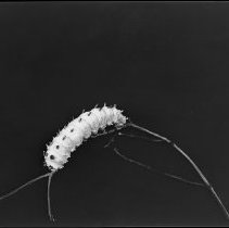 Cecropia Caterpillar