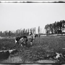 Buffalo Society of Natural Sciences Nature Club Field Trip - Grassy Shore