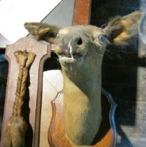 Deer Mount
