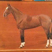 Dame_during_normal_light