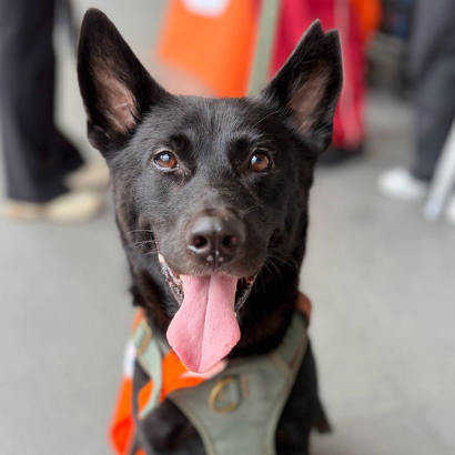 歐弟 - PACK Taiwan 巴克幫-浪犬之家 | 可領養 dog, 米克斯, PACK Taiwan 巴克幫-浪犬之家
