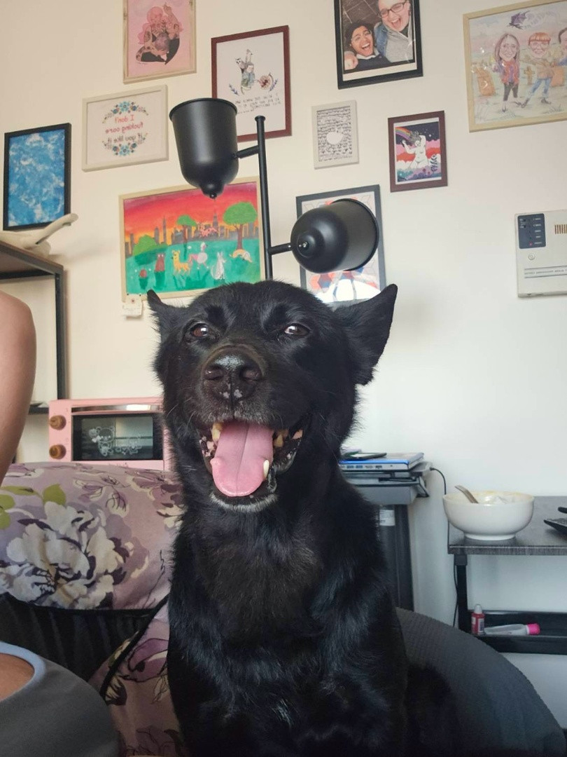 歐弟 - PACK Taiwan 巴克幫-浪犬之家 | Adoptable dog, 米克斯, PACK Taiwan 巴克幫-浪犬之家