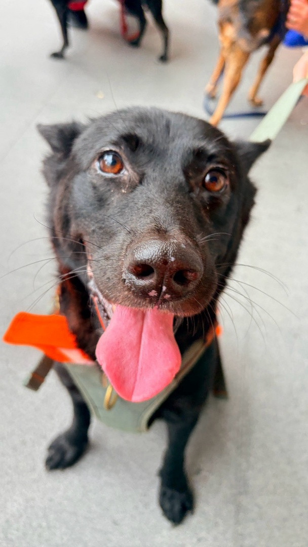 歐弟 - PACK Taiwan 巴克幫-浪犬之家 | Adoptable dog, 米克斯, PACK Taiwan 巴克幫-浪犬之家