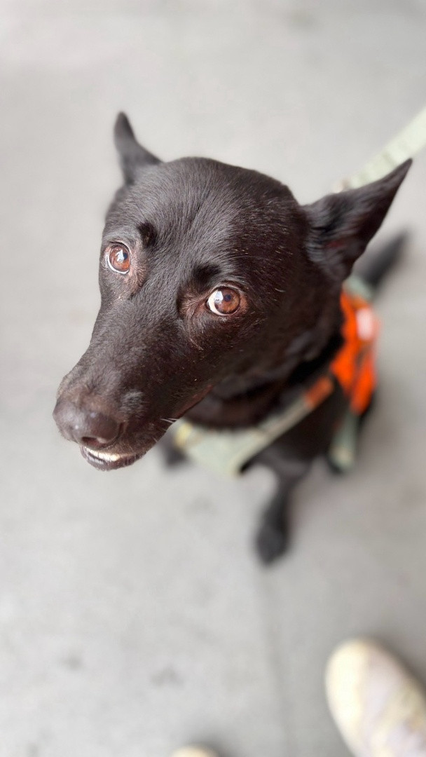歐弟 - PACK Taiwan 巴克幫-浪犬之家 | 可領養 dog, 米克斯, PACK Taiwan 巴克幫-浪犬之家