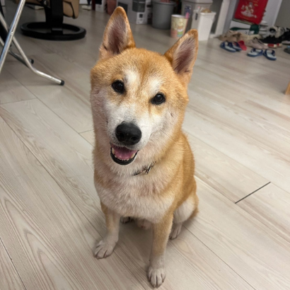 吉古拉 - PACK Taiwan 巴克幫-浪犬之家 | 可領養 dog, 柴犬, PACK Taiwan 巴克幫-浪犬之家