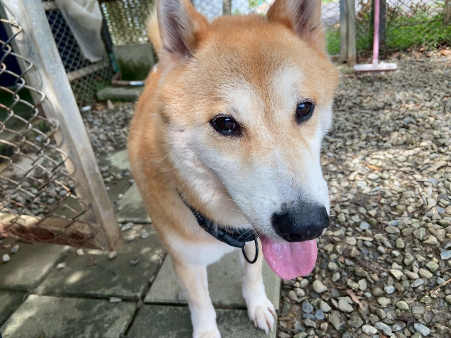 吉古拉 - PACK Taiwan 巴克幫-浪犬之家 | Adoptable dog, 柴犬, PACK Taiwan 巴克幫-浪犬之家